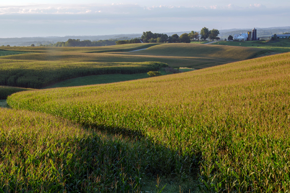 Healthy Crops