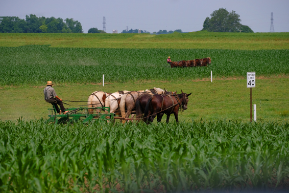 Organic Crops