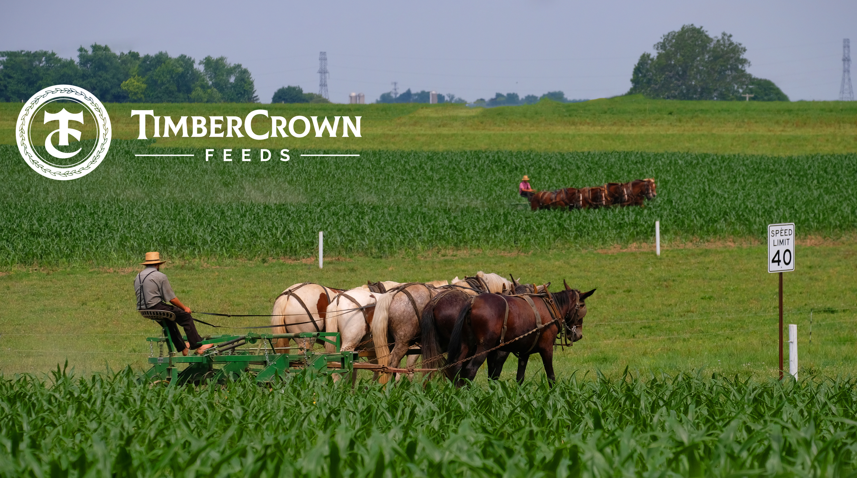 Timber Crown Feeds